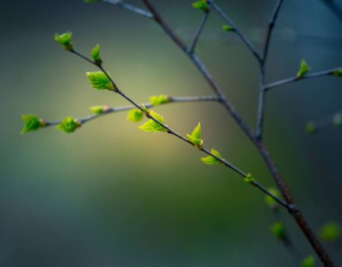 Baharda güzel huş ağacı yaprakları. Kuzey Avrupa ormanlarında taze, yeşil yapraklar.