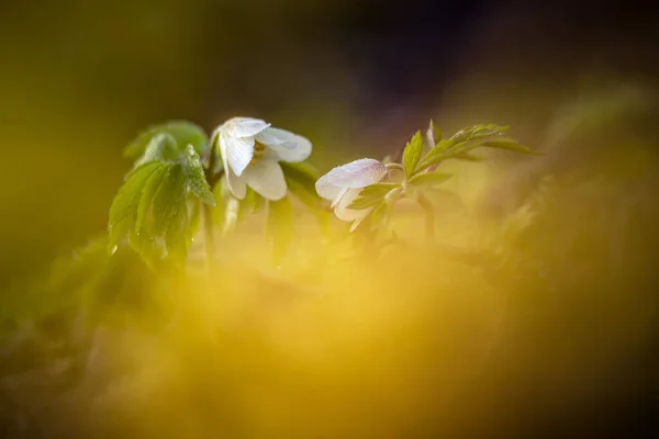 Vackra Vita Vitvitsippor Skogsmark Grunt Skärpedjup Stort Negativt Utrymme Anemone — Stockfoto