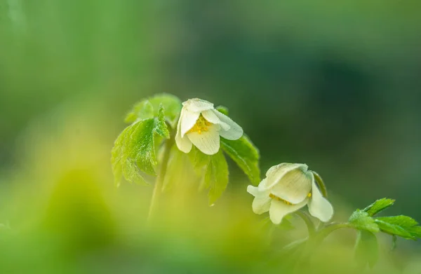 Piękne Białe Kwiaty Anemonu Drewna Terenie Lasu Płytka Głębokość Pola — Zdjęcie stockowe
