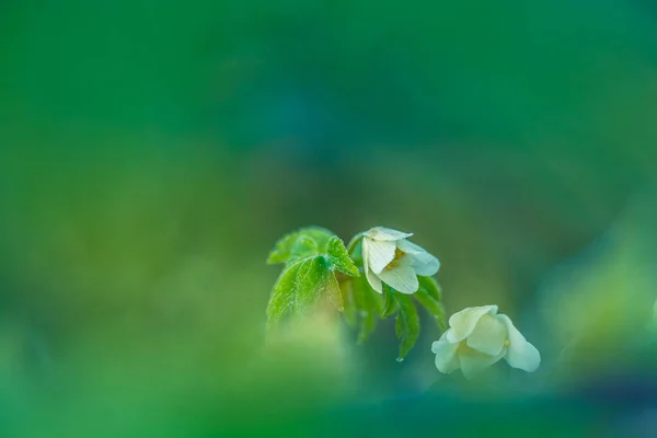 Schöne Weiße Anemonenblüten Auf Einem Waldboden Flache Schärfentiefe Weiter Negativer — Stockfoto