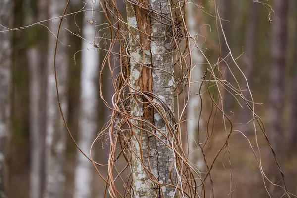 Bara Grenar Vårskogen Naturlandskap Nordeuropa — Stockfoto