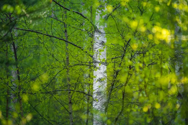 Prachtige Jonge Berkenboombladeren Het Voorjaar Vers Groen Blad Het Bos — Stockfoto