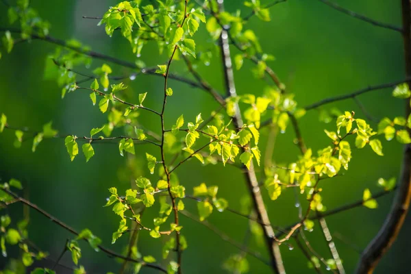 아름다운 자작나무 나온다 북유럽의 신선하고 — 스톡 사진