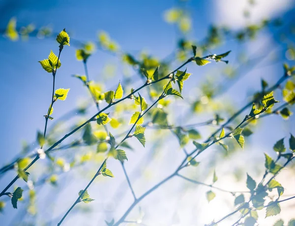 Όμορφα Νεαρά Φύλλα Σημύδας Την Άνοιξη Νωπά Πράσινα Φύλλα Στο — Φωτογραφία Αρχείου