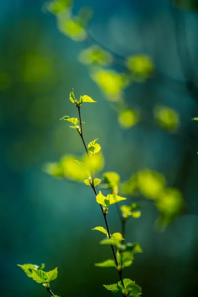 Όμορφα Νεαρά Φύλλα Σημύδας Την Άνοιξη Νωπά Πράσινα Φύλλα Στο — Φωτογραφία Αρχείου