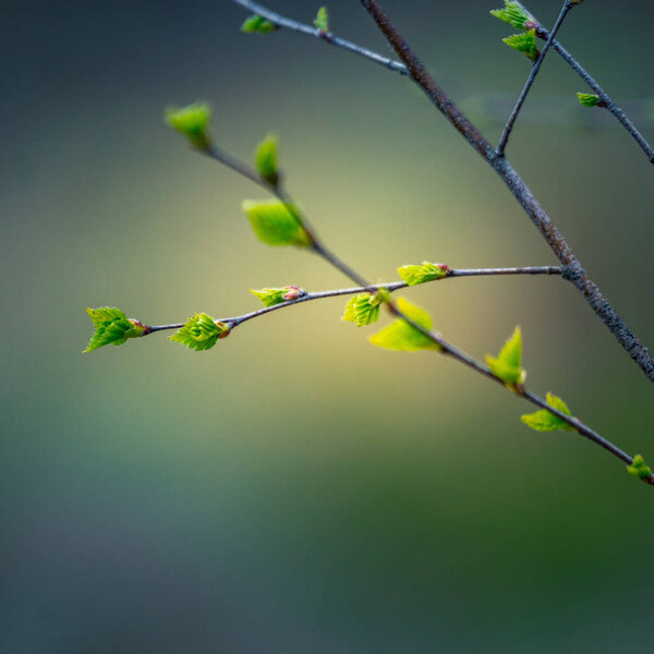 Beautiful young birch tree leaves in the spring. Fresh, green leaves in the forest of Northern Europe.