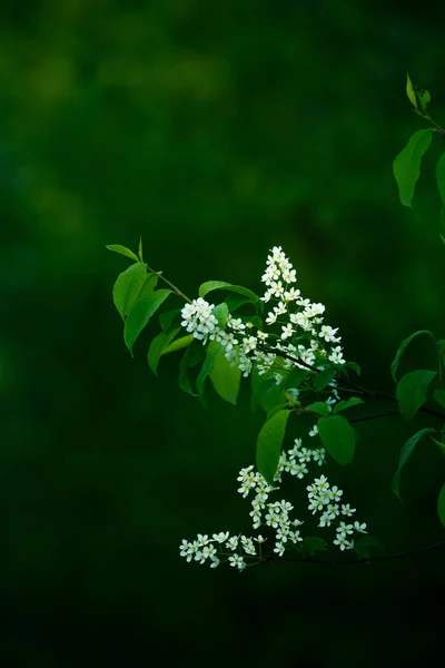 Όμορφα Λευκά Λουλούδια Από Κεράσι Πουλιού Prunus Padus Δέντρο Ανθίζει — Φωτογραφία Αρχείου