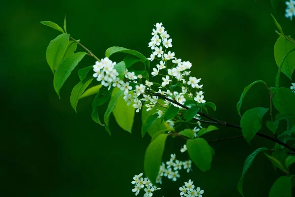 Madár Cseresznye Gyönyörű Fehér Virágai Prunus Padus Virágzik Tavasszal Szekrénykép — Stock Fotó