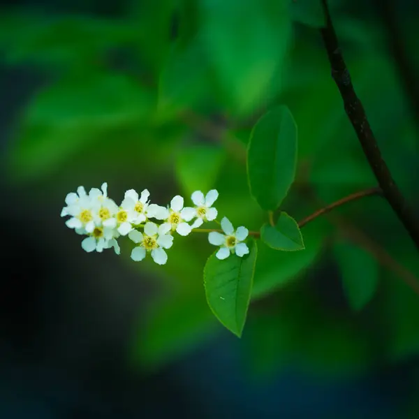 Una Hermosa Flor Blanca Una Cereza Pájaro Prunus Padus Árbol — Foto de Stock