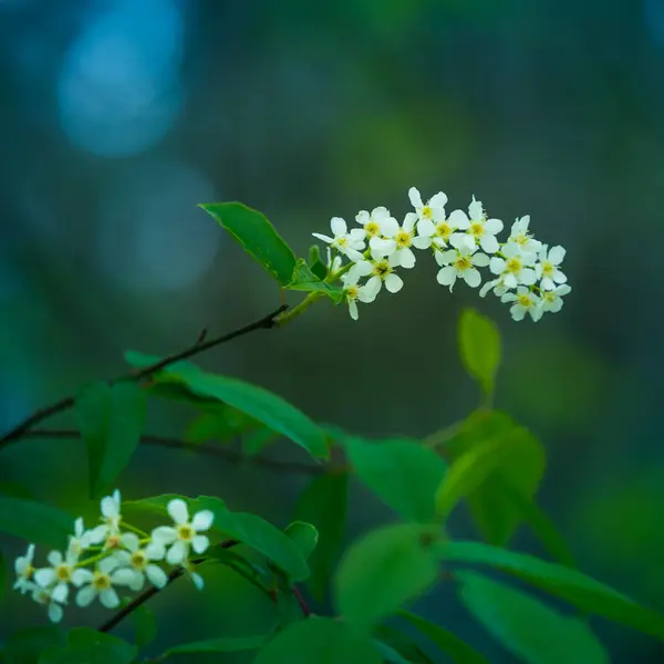 Madár Cseresznye Gyönyörű Fehér Virágai Prunus Padus Virágzik Tavasszal Szekrénykép — Stock Fotó