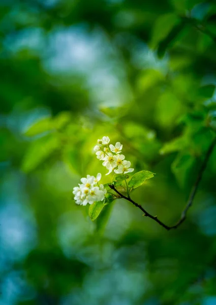 Een Prachtige Witte Bloemen Van Een Vogel Kers Prunus Padus — Stockfoto