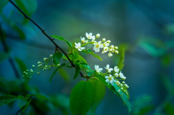 Piękne Białe Kwiaty Ptasich Wiśni Drzewo Prunus Padus Kwitnie Wiosną — Zdjęcie stockowe