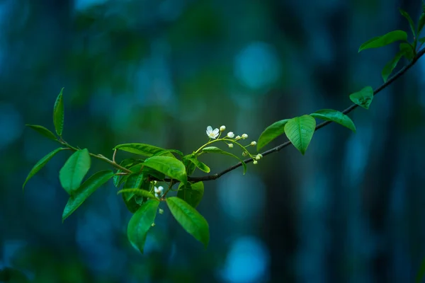 Een Prachtige Witte Bloemen Van Een Vogel Kers Prunus Padus — Stockfoto