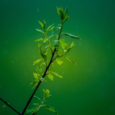 Dallarda güzel, taze, yeşil bahar yaprakları. Kuzey Avrupa 'da baharda ağaçların doğal manzarası.