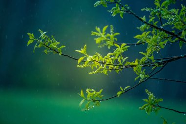 Baharda kiraz ağacının güzel, taze yaprakları. Sığ bir alan derinliği olan doğal manzara. Kuzey Avrupa 'da bahar yaprakları.