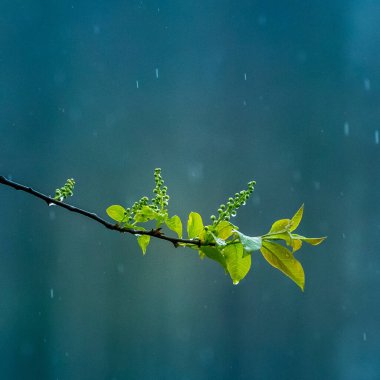 Baharda kiraz ağacının güzel, taze yaprakları. Sığ bir alan derinliği olan doğal manzara. Kuzey Avrupa 'da bahar yaprakları.