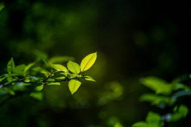 Baharda kiraz ağacının güzel, taze yaprakları. Sığ bir alan derinliği olan doğal manzara. Kuzey Avrupa 'da bahar yaprakları.