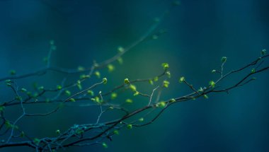 Baharda kiraz ağacının güzel, taze yaprakları. Sığ bir alan derinliği olan doğal manzara. Kuzey Avrupa 'da bahar yaprakları.