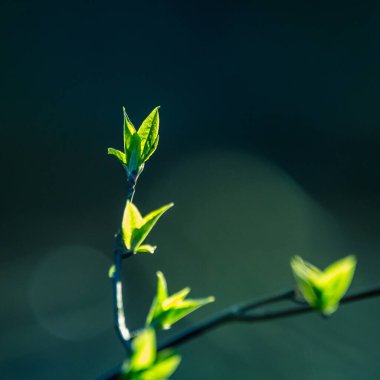 Baharda kiraz ağacının güzel, taze yaprakları. Sığ bir alan derinliği olan doğal manzara. Kuzey Avrupa 'da bahar yaprakları.