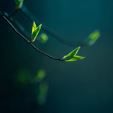 Baharda kiraz ağacının güzel, taze yaprakları. Sığ bir alan derinliği olan doğal manzara. Kuzey Avrupa 'da bahar yaprakları.