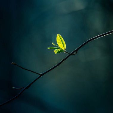 Baharda kiraz ağacının güzel, taze yaprakları. Sığ bir alan derinliği olan doğal manzara. Kuzey Avrupa 'da bahar yaprakları.