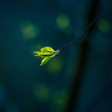 Baharda kiraz ağacının güzel, taze yaprakları. Sığ bir alan derinliği olan doğal manzara. Kuzey Avrupa 'da bahar yaprakları.