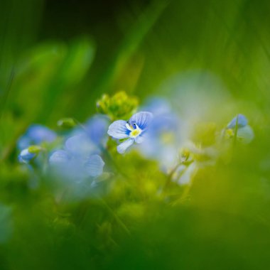 Bahçedeki çimlerde açan güzel mavi çiçekler. Arka bahçenin bahar manzarası.
