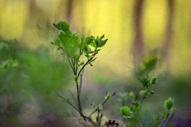 Baharda güzel pembe yabanmersini çiçekleri. Ormanda doğal bahar manzarası. Güneşli bir gün, yoğun değil. Kuzey Avrupa 'nın yabani böğürtlenli orman manzarası.