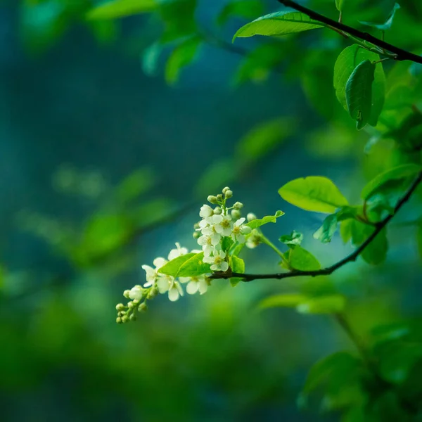 Een Prachtige Witte Bloemen Van Een Vogel Kers Prunus Padus — Stockfoto