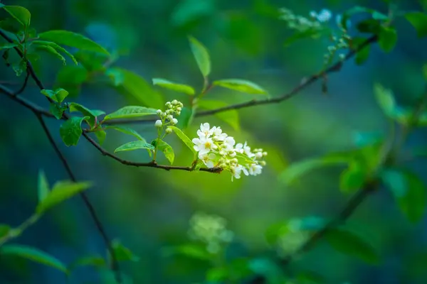 Een Prachtige Witte Bloemen Van Een Vogel Kers Prunus Padus — Stockfoto