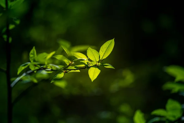 Piękne Świeże Liście Wiśni Ptasiej Wiosną Naturalna Scena Płytką Głębią — Zdjęcie stockowe