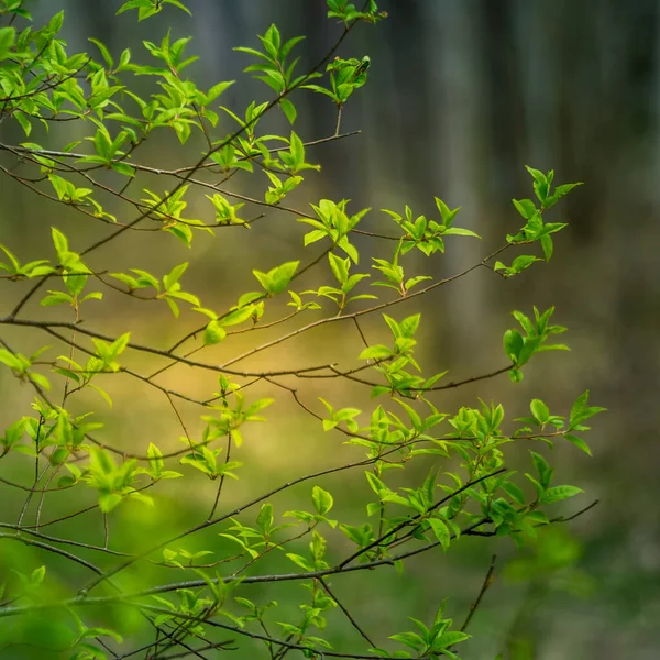 Schöne Frische Blätter Des Vogelkirschbaums Frühling Natürliche Landschaft Mit Geringer — Stockfoto