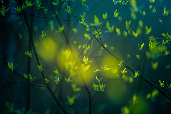 Schöne Frische Blätter Des Vogelkirschbaums Frühling Natürliche Landschaft Mit Geringer — Stockfoto