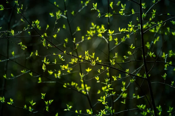 Prachtige Frisse Bladeren Van Vogelkersenboom Het Voorjaar Natuurlijk Landschap Met — Stockfoto