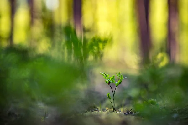 Bellissimi Fiori Mirtillo Rosa Primavera Paesaggio Naturale Primaverile Nella Foresta — Foto Stock