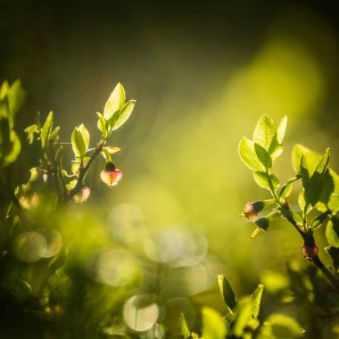 Baharda güzel pembe yabanmersini çiçekleri. Ormanda doğal bahar manzarası. Güneşli bir gün, yoğun değil. Kuzey Avrupa 'nın yabani böğürtlenli orman manzarası.