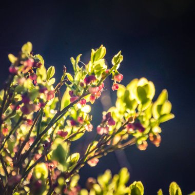 Baharda güzel pembe yabanmersini çiçekleri. Ormanda doğal bahar manzarası. Güneşli bir gün, yoğun değil. Kuzey Avrupa 'nın yabani böğürtlenli orman manzarası.