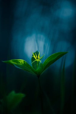 Orman zemininde büyüyen güzel, zehirli bir aşık düğümü. Baharda Paris kuadrifolisi. Kuzey Avrupa 'daki doğal bitki parkı manzarası..