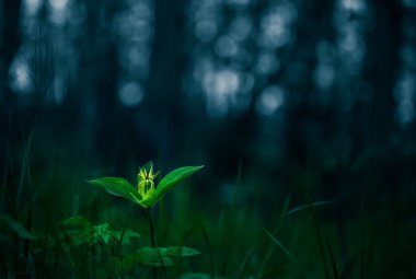 Orman zemininde büyüyen güzel, zehirli bir aşık düğümü. Baharda Paris kuadrifolisi. Kuzey Avrupa 'daki doğal bitki parkı manzarası..