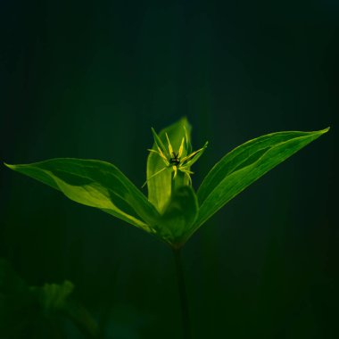 Orman zemininde büyüyen güzel, zehirli bir aşık düğümü. Baharda Paris kuadrifolisi. Kuzey Avrupa 'daki doğal bitki parkı manzarası..