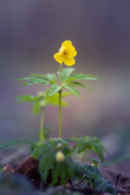 Orman zemininde açan güzel sarı şakayık çiçekleri. Sığ alan derinliği, geniş negatif alan. Kuzey Avrupa 'daki doğal habitatta Anemone ranunculoides.