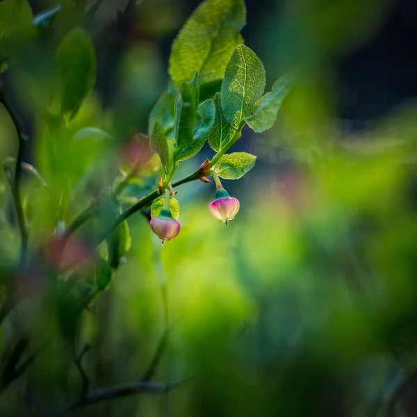 Piękne Różowe Kwiaty Borówki Wiosną Naturalne Wiosenne Krajobrazy Lesie Słoneczny — Zdjęcie stockowe