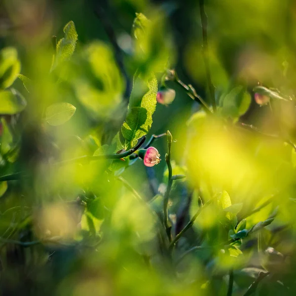 Bellissimi Fiori Mirtillo Rosa Primavera Paesaggio Naturale Primaverile Nella Foresta — Foto Stock