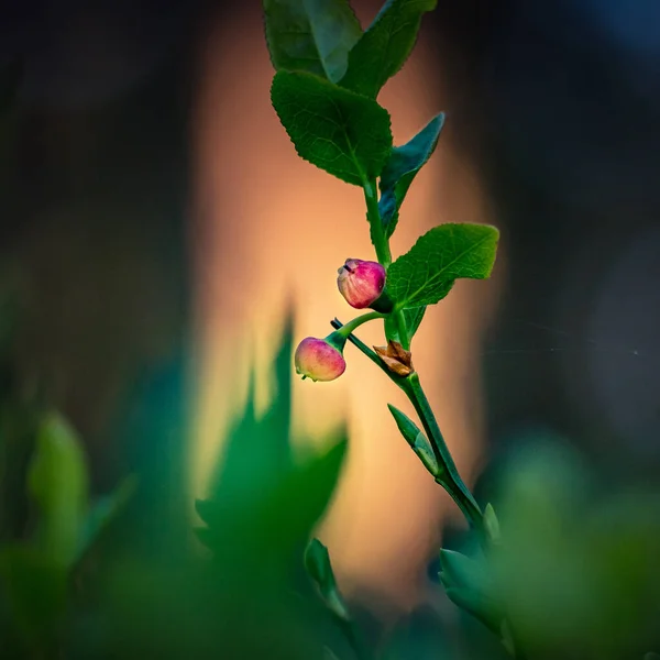 Schöne Rosa Blaubeerblüten Frühling Natürliche Frühlingslandschaft Wald Sonniger Tag Flacher — Stockfoto