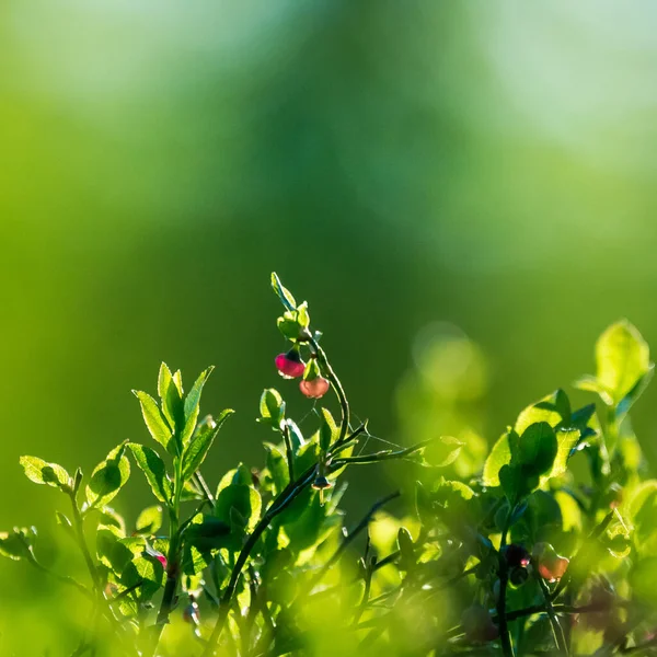 Bellissimi Fiori Mirtillo Rosa Primavera Paesaggio Naturale Primaverile Nella Foresta — Foto Stock