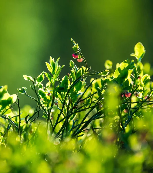 Bellissimi Fiori Mirtillo Rosa Primavera Paesaggio Naturale Primaverile Nella Foresta — Foto Stock