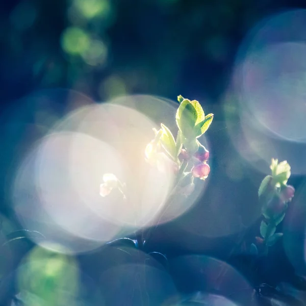 Schöne Rosa Blaubeerblüten Frühling Natürliche Frühlingslandschaft Wald Sonniger Tag Flacher — Stockfoto