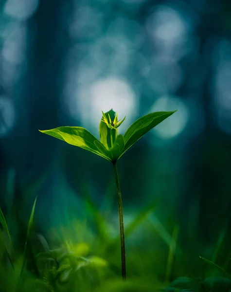 Красивый Ядовитый Узел Любовника Растет Лесной Подстилке Весной Парижская Квадрифолия — стоковое фото