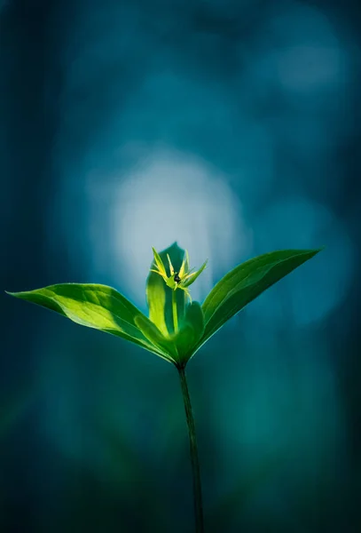 Beautiful Poisonous Tre Lover Knot Growing Forest Floor Paris Quadrifolia — Stock Photo, Image