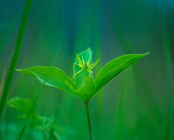 Hermoso Venenoso Nudo Amante Tre Creciendo Suelo Bosque Paris Quadrifolia — Foto de Stock